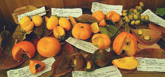 8種類の柿と原産地や特徴を記載した説明分が置かれている写真