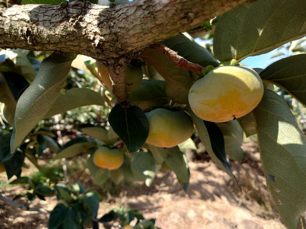 色付きかけた刀根早生柿