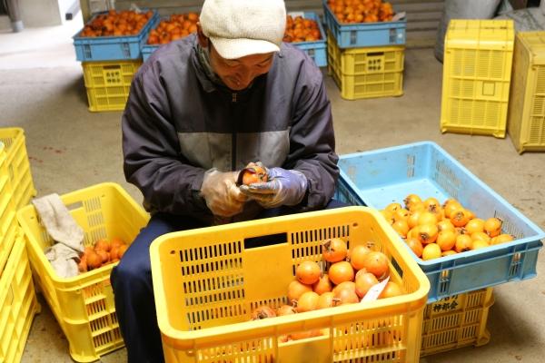 生産者が特殊な鱧にで柿の皮を剥いている写真