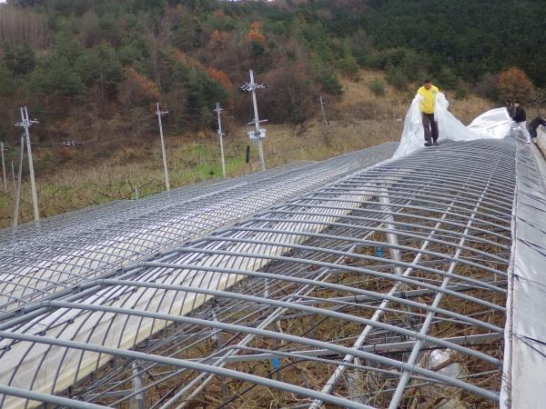 骨組みへビニールをかぶせていく為にビニールを持ってハウスの上を歩く男性の写真