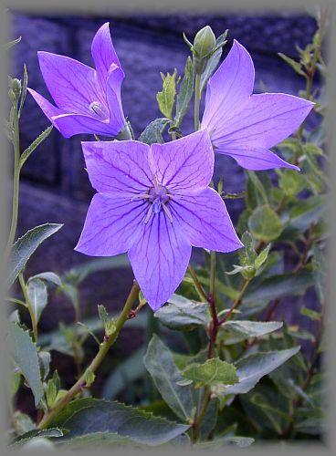 キキョウの花の写真