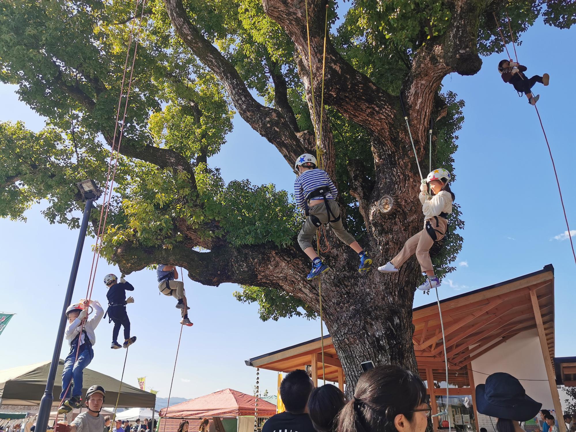 エバーグリーン