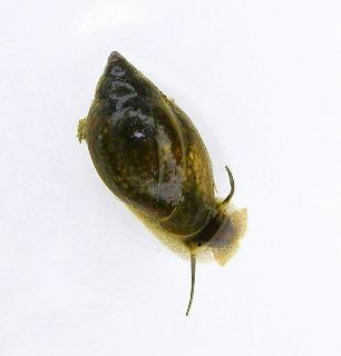 サカマキガイの写真
