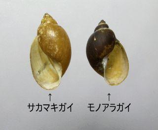 サカマキガイとモノアラガイの貝殻の写真