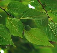 ムクノキの写真