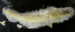 ドジョウの死体に生えた水生菌類の写真