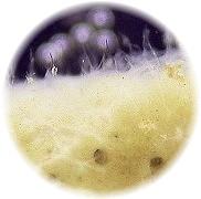顕微鏡で見た淡水海綿