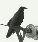 ハシボソガラスの写真