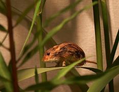 カヤネズミの写真