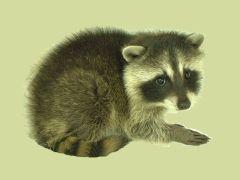 アライグマ幼獣の写真