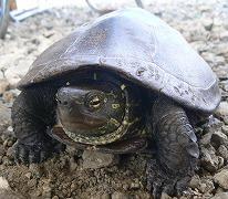クサガメの写真