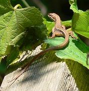 カナヘビの写真