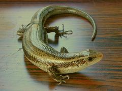 トカゲの写真