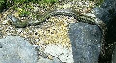 アオダイショウの写真