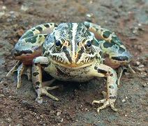 トノサマガエルの写真