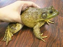 ウシガエルの写真