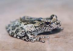 カジカガエルの写真