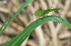 ツユムシの写真