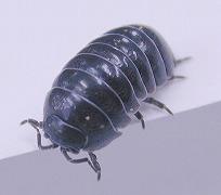 オカダンゴムシの写真