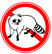 アライグマの写真