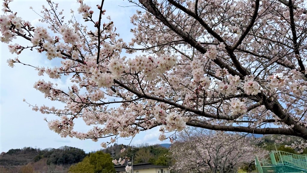 桜の開花状況1