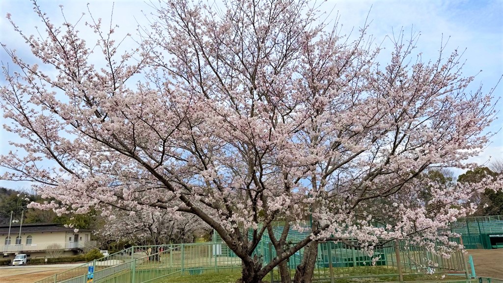桜の開花状況2