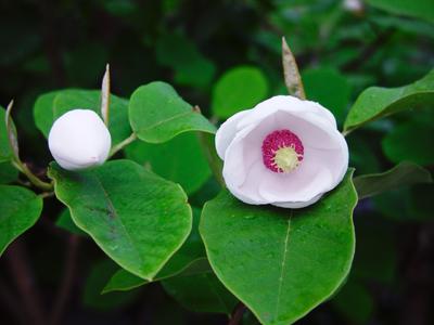 オオヤマレンゲの蕾と咲いた花の写真