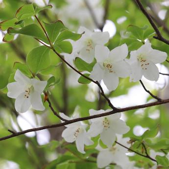 シロヤシオの花