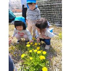 タンポポを見付けて友達に伝えているところ