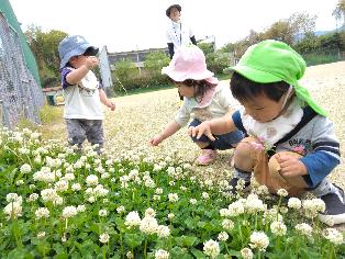 シロツメクサを摘んでいる1歳児