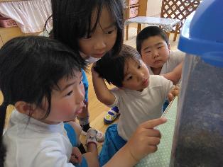 カブトムシの様子を見ているところ