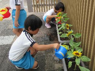 ひまわりの花に水やりをしているところ
