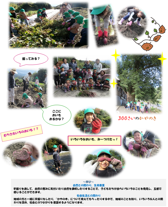 北山町さつま芋掘り