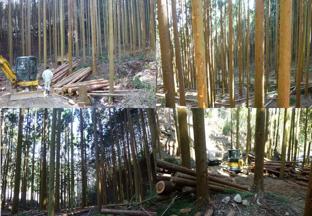 森林から間伐材を切り出す作業の写真