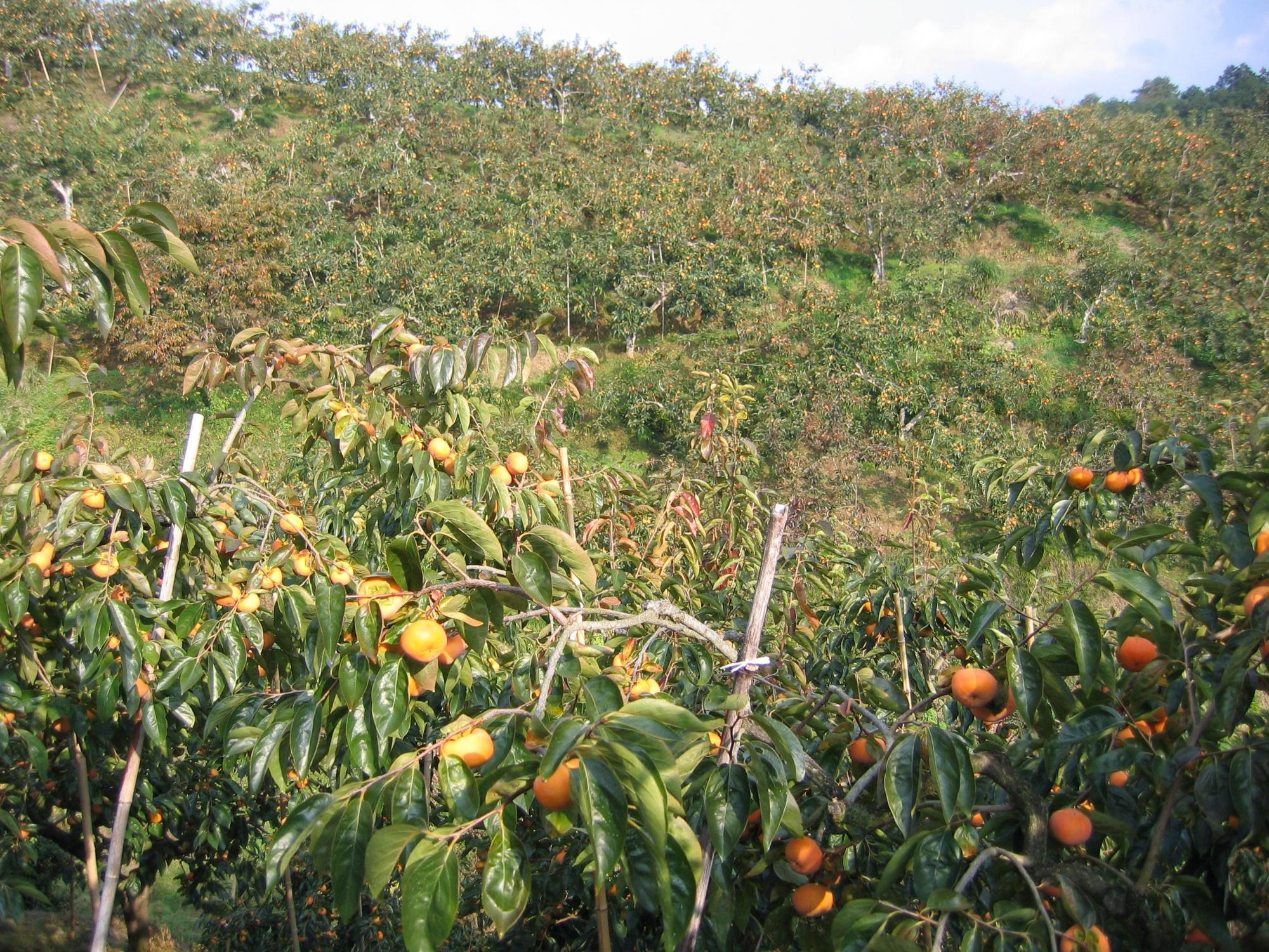 一面に広がる柿山に所々きれいなオレンジ色の柿の実