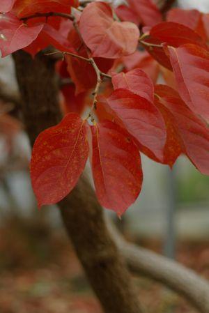 枝の先についている柿の葉が赤く色づいている写真