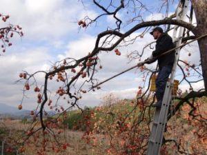 男性が長い棒を使いはしごに乗って柿の収穫をしている写真
