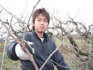 剪定作業を行っている若い柿生産者の写真