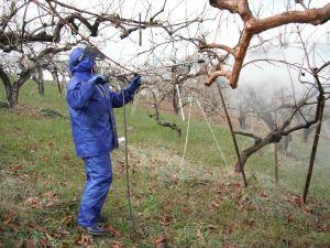 青い合羽を着た生産者が、高圧洗浄機を使用し柿の木をむいている写真
