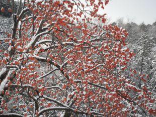 雪を被った柿の実の写真