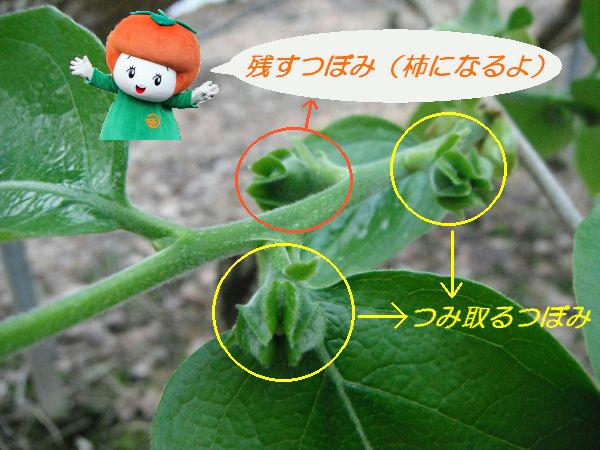 柿の蕾の写真