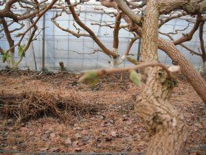 1月30日に撮影した柿の蕾の写真