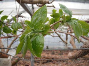 2月6日に撮影した柿の葉の写真