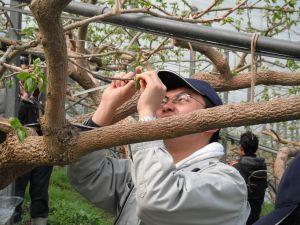 ハウス柿生産者や技術者、JA職員による園地巡回の写真