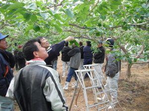 ハウス柿生産者や技術者、JA職員による園地巡回の写真