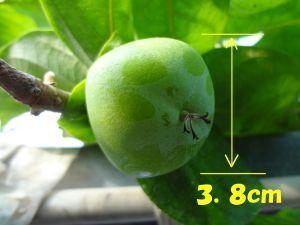 ハウス柿の成長記録写真