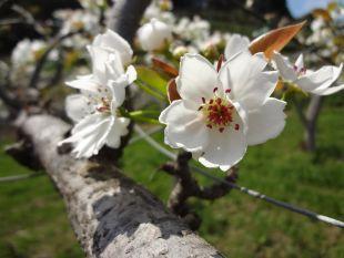白い花びらの梨の花のアップ