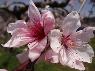 薄いピンク色の桃の花のアップ写真