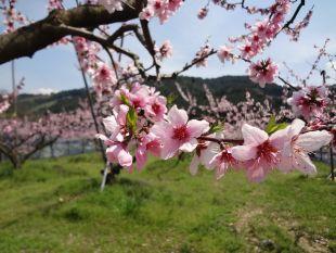 枝に沢山咲いている桃の花の写真