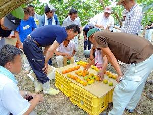 大勢の生産者や技術者で柿の実を並べて生育状況などの確認をしている写真